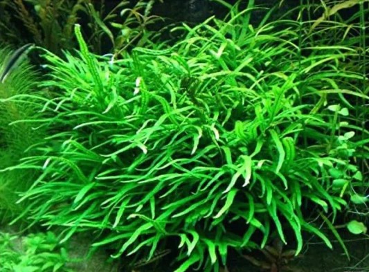 freshwater aquarium plants